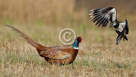 Pheasant and the lapwing Pheasant and the lapwing