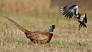 Pheasant and the lapwing