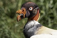 King Vulture Close Up Side Profile