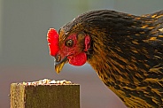 Chicken (hen - Black Rock)
