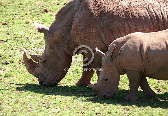 Rhino with calf