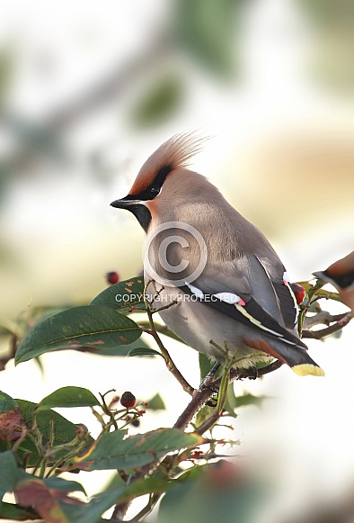 Waxwing Waxwing