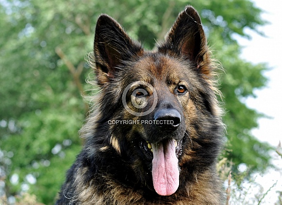Old German Shepherd