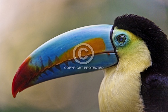 Toucan Toucan
