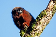 Coppery titi monkey (Plecturocebus cupreus)