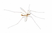 Cranefly species Tipula Sayi daddy longlegs in high definition with extreme focus and DOF depth of field isolated on white background. often mistaken as a larger mosquito. top side view