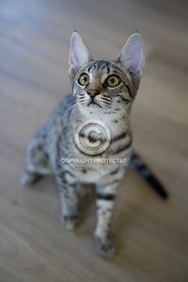 Savannah Cat