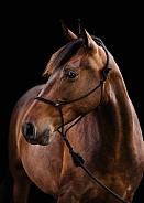 Tennessee Walking Horse