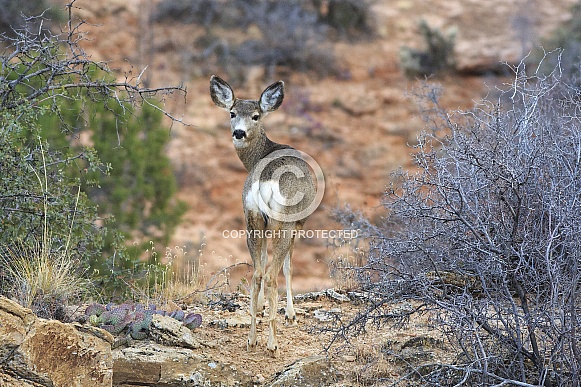 Mule Deer Mule Deer