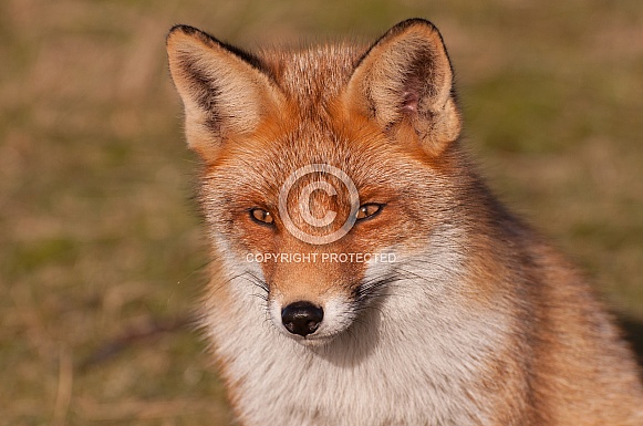 Red Fox