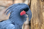 Palm cockatoo (Probosciger aterrimus)