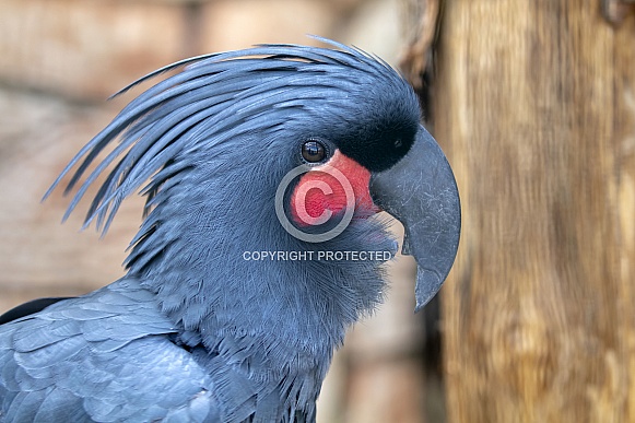Palm cockatoo (Probosciger aterrimus) Palm cockatoo (Probosciger aterrimus)
