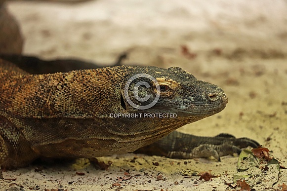 Komodo Dragon