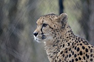Cheetah