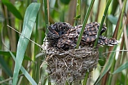Common Cuckoo