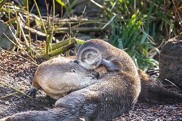 Otters