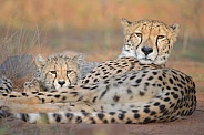Cheetah Mom & cub