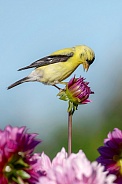 Bird-American Goldfinch