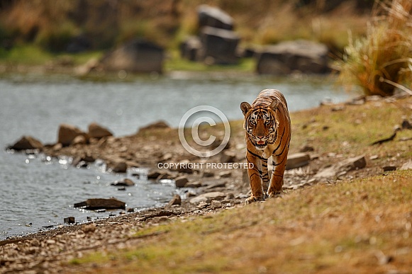 Beautiful tiger in the nature habitat. Tiger pose in amazing light. Wildlife scene with wild animal. Indian wildlife. Indian tiger. Panthera tigris tigris.