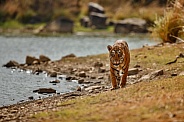 Beautiful tiger in the nature habitat. Tiger pose in amazing light. Wildlife scene with wild animal. Indian wildlife. Indian tiger. Panthera tigris tigris.