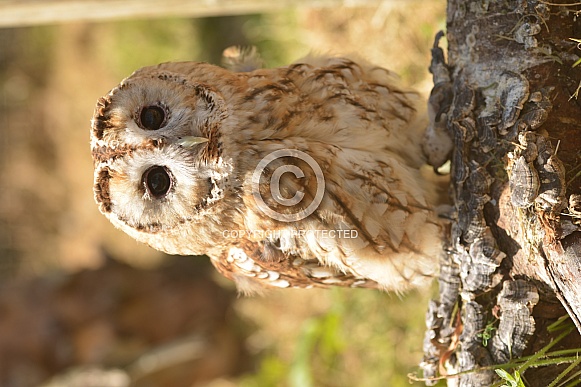 Tawny Owl