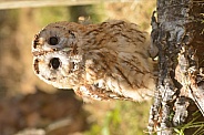 Tawny Owl
