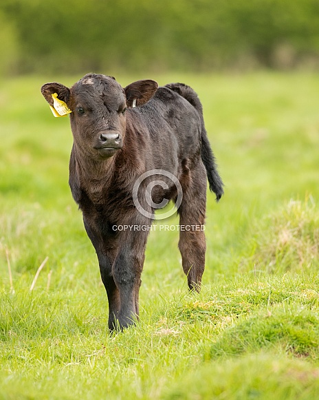 Dexter Calf