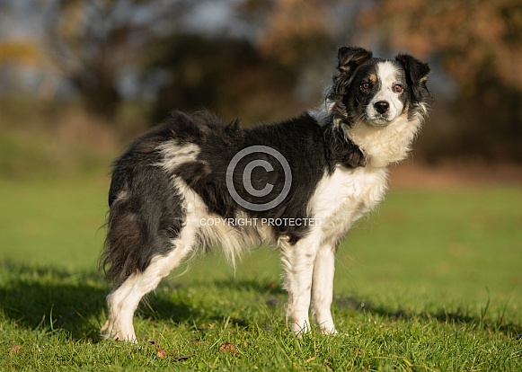 Border Collie