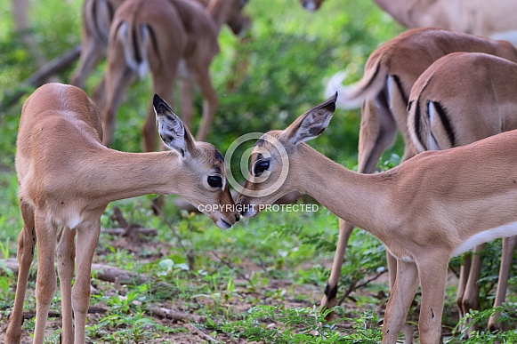 Impalas Impalas