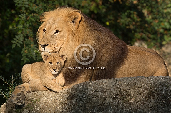 African Lion and Cub