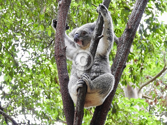 Australian Koala Australian Koala