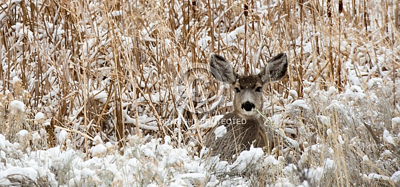 Wild, young mule deer laying in a field in the winter