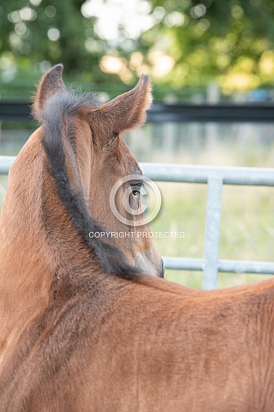 Filly Foal