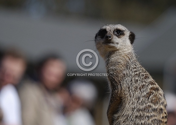 Stage fright