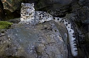 Snow Leopard