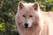 Arctic Wolf Close Up Face Shot