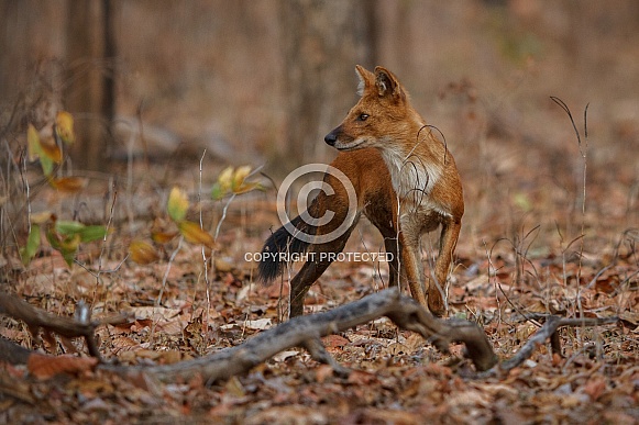 Indian wild dog pose in the nature habitat