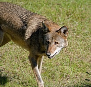 Red Wolf