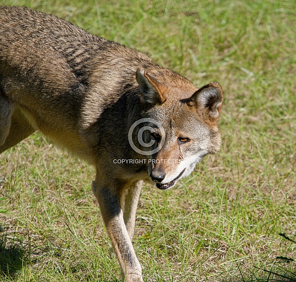 Red Wolf