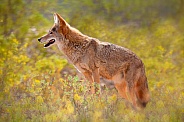 Coyote side profile