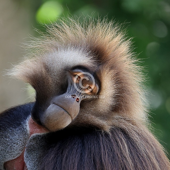 Gelada (Theropithecus gelada)