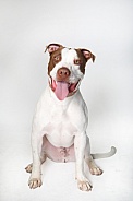 Portrait of a white and tan pitbull