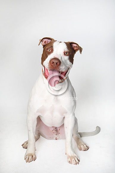 Portrait of a white and tan pitbull Portrait of a white and tan pitbull