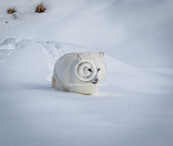 Arctic Fox in heavy snow