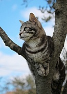 Tabby Kitten Profile