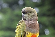Burrowing Parrot