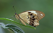 Mocker Swallowtail
