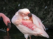 Lesser Flamingo preening