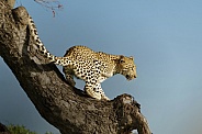 Leopard