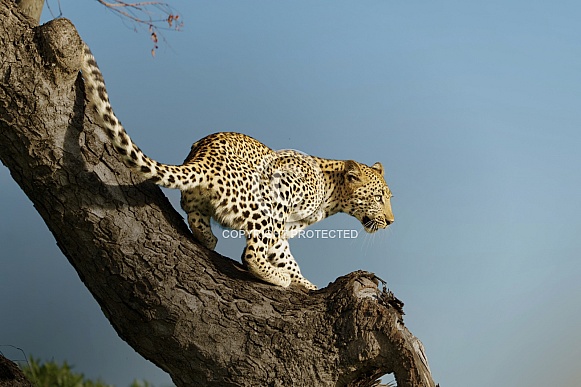Leopard Leopard